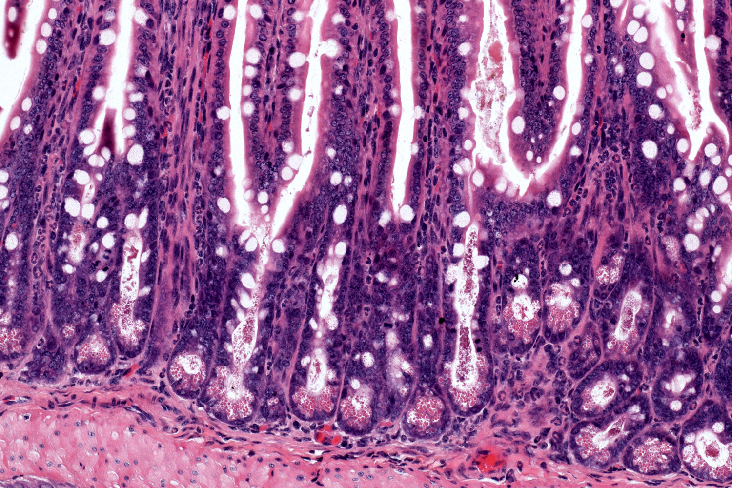 Adeline (Lynn) Hajjar Lab