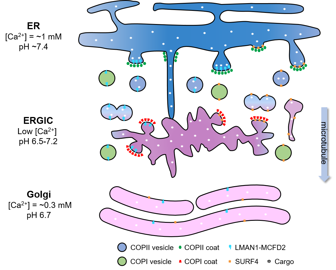 The early secretory pathway