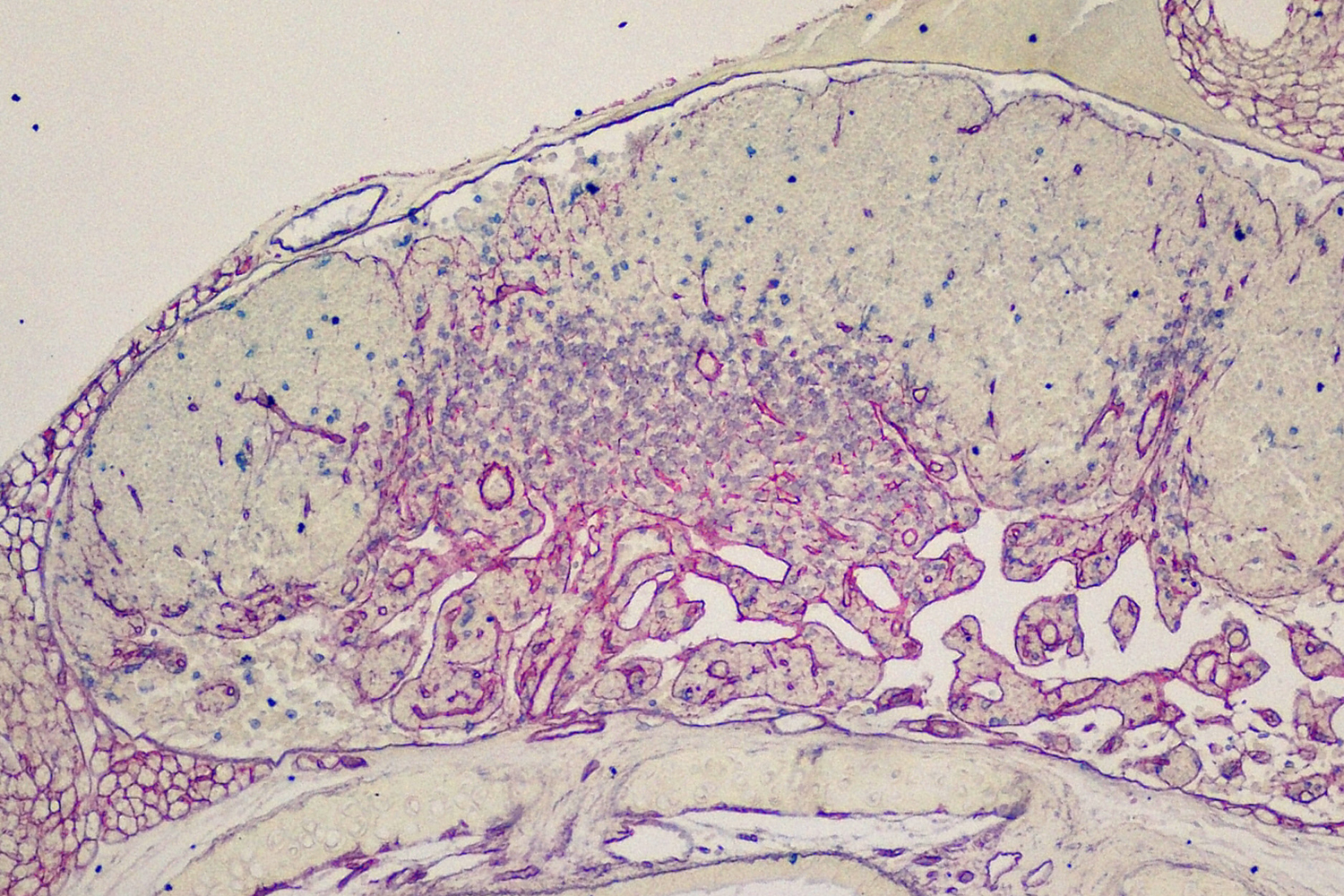 William  Baldwin Lab