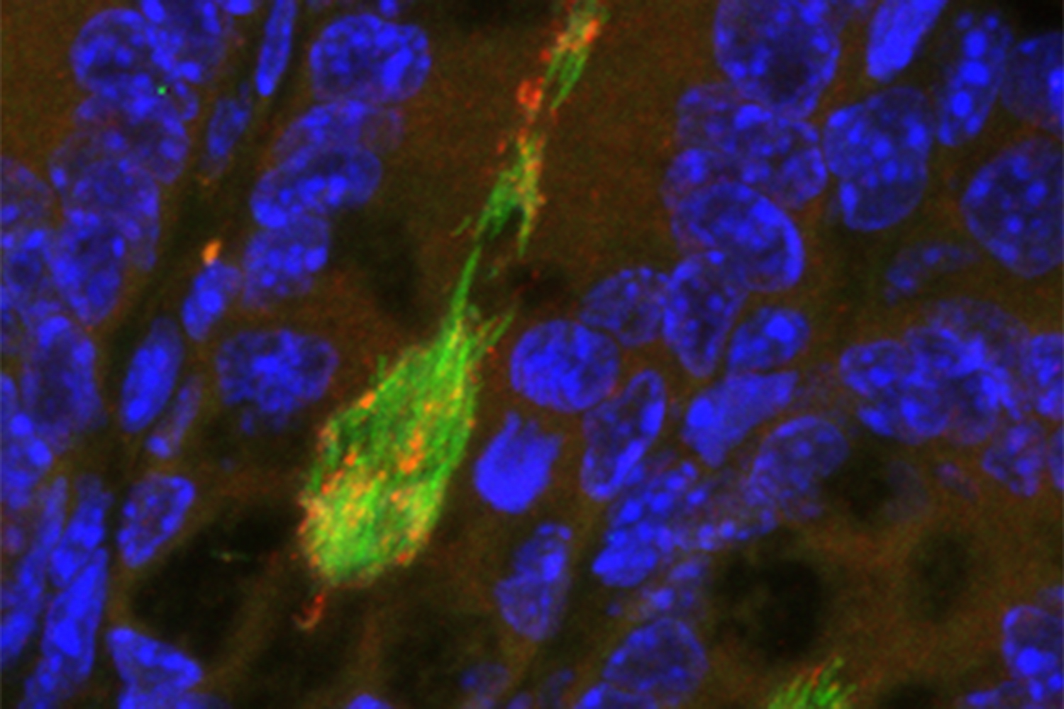 Carol de la Motte Lab