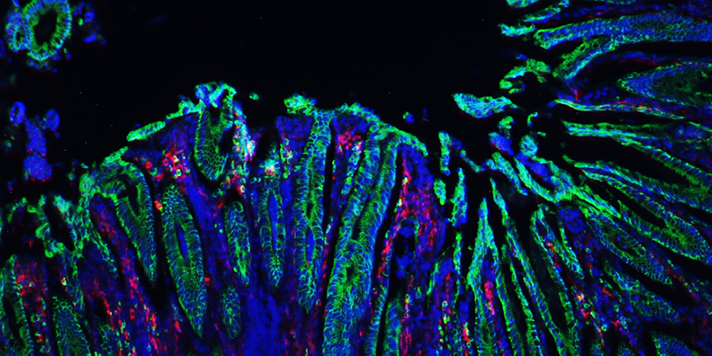 Christine McDonald Lab