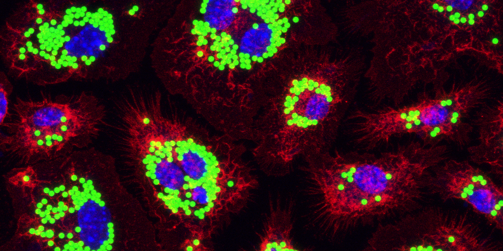 Rachel  Scheraga Lab