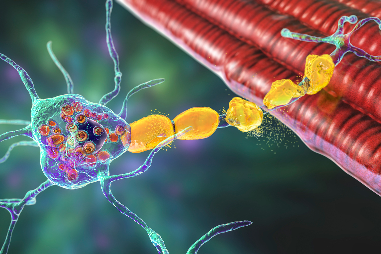 Cornelia Bergmann Lab