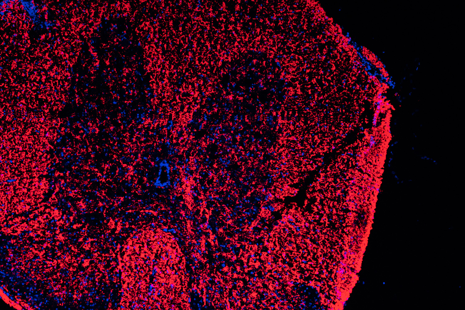 Jessica Williams Lab