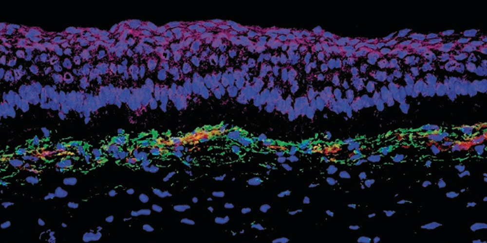 Stephanie Hagstrom Lab