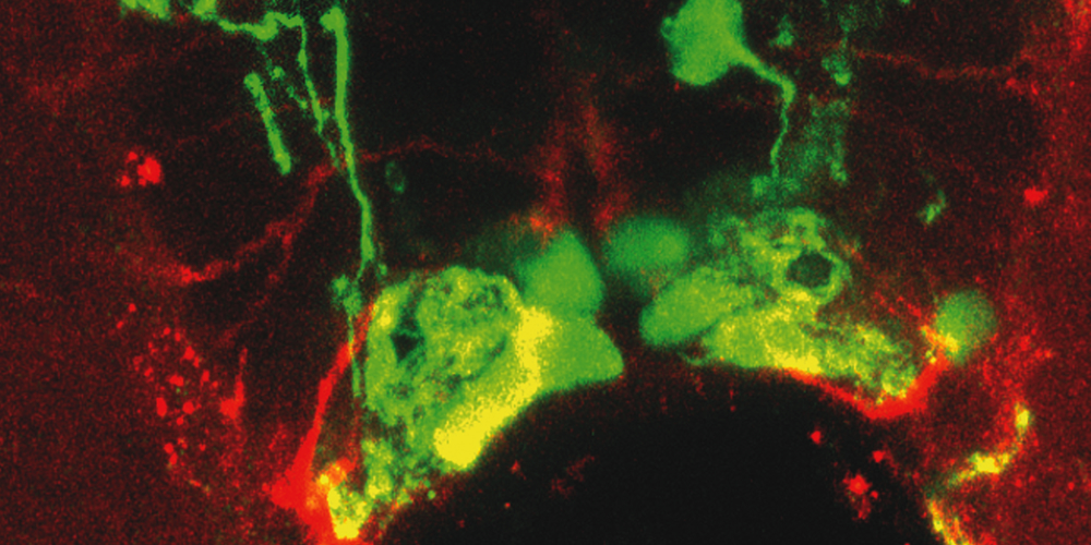 Jaroslaw Maciejewski Lab